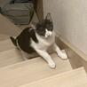 白黒ハチワレ・マル顔・生後4〜５ヶ月男の子♪ サムネイル2
