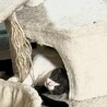 白黒ハチワレ・マル顔・生後4〜５ヶ月男の子♪ サムネイル5