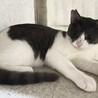 白黒ハチワレ・マル顔・生後4〜５ヶ月男の子♪ サムネイル6