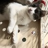 白黒ハチワレ・マル顔・生後4〜５ヶ月男の子♪ サムネイル7
