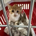 茶白のちゃおくん3ヶ月★鍵しっぽの優しいイケメン
