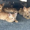福岡県久留米市からのレスキュー４兄弟！ サムネイル3