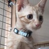 福岡県久留米市からのレスキュー４兄弟！ サムネイル2