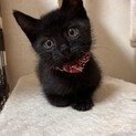 黒猫いっちゃん。超デレデレです。