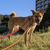     明るい笑顔になった元野犬【蒼(あお)くん】 サムネイル4