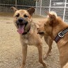     明るい笑顔になった元野犬【蒼(あお)くん】 サムネイル5