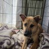     明るい笑顔になった元野犬【蒼(あお)くん】 サムネイル6