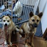     明るい笑顔になった元野犬【蒼(あお)くん】 サムネイル7