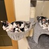 廃業した牛舎でで保護した生後2ヶ月半の子猫③ サムネイル6