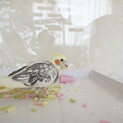 オカメインコ　パール