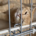 チャトラの子猫の里親募集