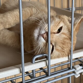 チャトラの子猫の里親募集
