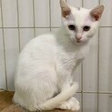 白き甘えたニャンコ✨️ハクくん