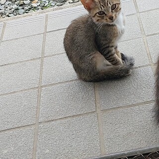可愛がってくださる方を探してます。