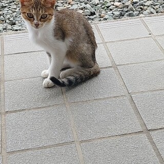 里親になってくださる方を探しています