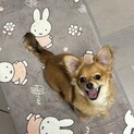 チワックス