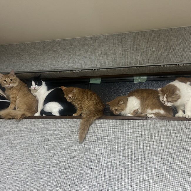 1245のカバー写真