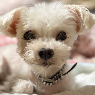 マルチーズ　家庭で犬猫と暮らしています　岐阜
