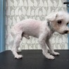 マルチーズ　家庭で犬猫と暮らしています　岐阜