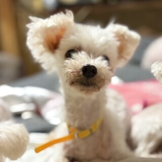岐阜市　マルチーズ　犬慣れ猫慣れしています。