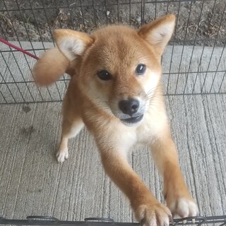 繁殖に向かない子のため里親さんを募集します