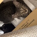 美少女戦士、ちゅーるにだけは勝てません笑