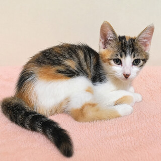 美猫兄妹！おっとり甘えん坊『かごめ』２ヶ月