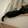 とらすけもっち