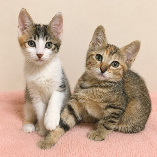 美猫兄妹！おっとり甘えん坊『かるた』２ヶ月