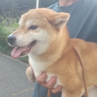 繁殖引退のため里親さんを募集します
