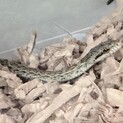 アオダイショウの赤ちゃん
