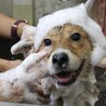 優しいママ犬【莉彩（りさ）】ちゃん サムネイル2