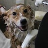 優しいママ犬【莉彩（りさ）】ちゃん サムネイル3