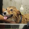 優しいママ犬【莉彩（りさ）】ちゃん サムネイル5