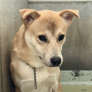 子犬みたいな顔立ちが可愛い【冬真（とうま）】くん