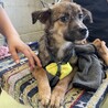 可愛い野犬の4きょうだい④ガンバくん サムネイル4