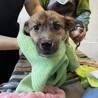 可愛い野犬の4きょうだい④ガンバくん サムネイル6