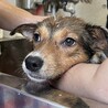 可愛い野犬の4きょうだい③福（ふく）ちゃん サムネイル2
