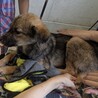 可愛い野犬の4きょうだい③福（ふく）ちゃん サムネイル6