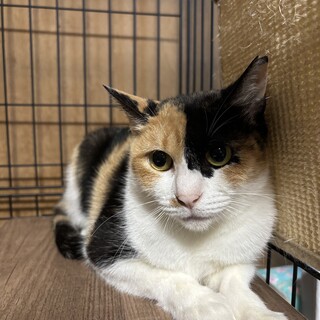 【三毛猫のヒマです】推定1歳女の子「避妊手術済み」