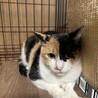 【三毛猫のヒマです】推定1歳女の子「避妊手術済み」 サムネイル3