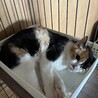 【三毛猫のヒマです】推定1歳女の子「避妊手術済み」 サムネイル4