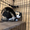 【三毛猫のヒマです】推定1歳女の子「避妊手術済み」 サムネイル5