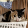 【三毛猫のヒマです】推定1歳女の子「避妊手術済み」 サムネイル6