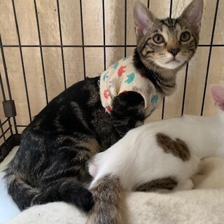 人懐こい強運のアメショ風キジトラ ロザンナちゃん