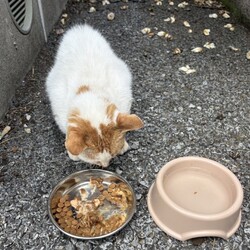 今回譲渡する子