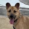     明るい笑顔になった元野犬【蒼(あお)くん】 サムネイル2