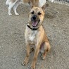     明るい笑顔になった元野犬【蒼(あお)くん】 サムネイル3