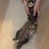 <急募>フェレットの里親募集 サムネイル2