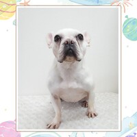 こもち